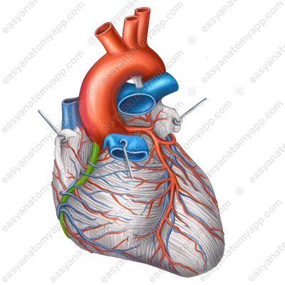 Правая коронарная артерия (arteria coronaria dextra) – вид спереди